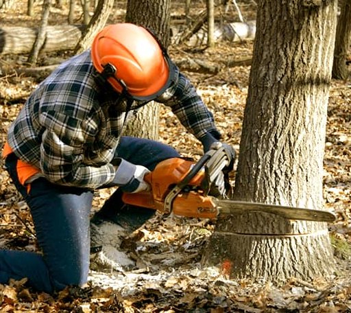 Tree Removal in Hamilton, NC